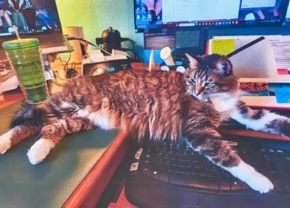 Fluffy tabby cat lounging across a keyboard in Deri’s office, surrounded by desk essentials and computer monitors